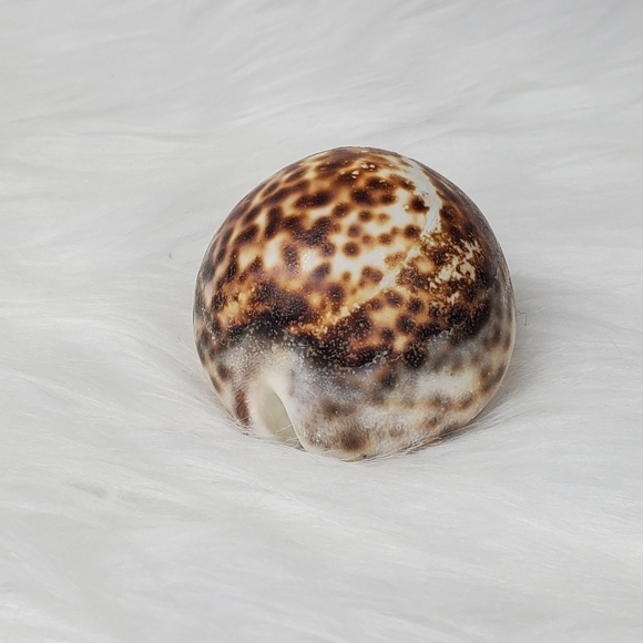 PEPPERLONELY 1PC Tiger Cowrie Sea Shells, 100% Genuine Natural Seashell‎ - Picture 2 of 8